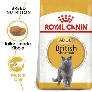 British Shorthair Adult Royal Canin