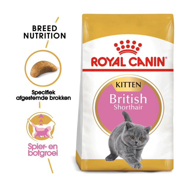 Kitten British Shorthair Royal Canin